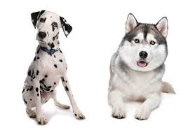 the dalmatian husky mix what dog owners can expect