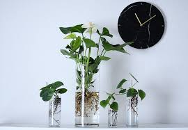 Vier Hydrophonische Zimmerpflanzen Zimmerpflanzen Pflanzen Topfblumen
