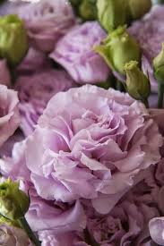 Rosieom Beautiful Flowers Purple Flowers Flowers