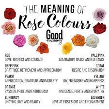 Pin By Beth Appleton On Language Of Flowers Rose Meaning Rose Color Meanings Color Meanings
