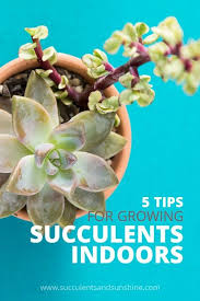 Learn How To Grow Succulents Indoors 5 Easy Tips Growing Succulents Succulents Succulents Indoor