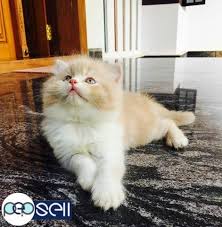Get a ragdoll, bengal, siamese and more on kijiji, canada's #1 local classifieds. Persian Cat 2 Kittens For Sale Irinjalakuda Free Classifieds