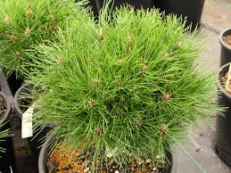 Image result for Hunteria densiflora