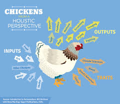Fall came and after the garden was done we let our hens roam freely in our have you thought about keeping ducks? Raising Chickens At Home Fix Com
