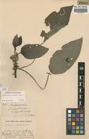 Image result for Ochthocharis dicellandroides