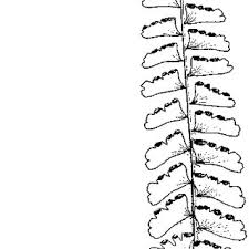 Image result for Adiantum incisum