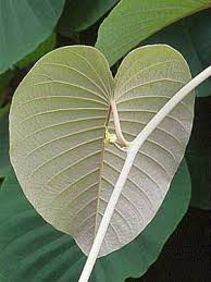 Image result for Argyreia nervosa