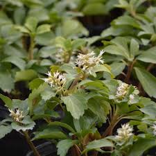 Image result for Pachycarpus spurius