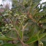 Image result for Vernonia colorata