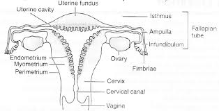 The female reproductive system includes: A Draw Diagrammatic Sectional View Of The Female Reproductive System Of Human And Label The Parts I Where The Secondary Oocytes Develop Sarthaks Econnect Largest Online Education Community
