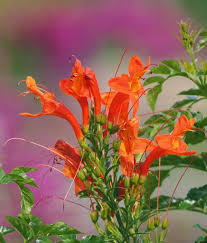 Image result for Tecomaria nyassae