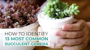 How to identify my succulent plant. How To Identify 13 Most Common Succulent Genera Easy Succulent Identification Youtube
