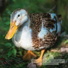 Check spelling or type a new query. Murray Mcmurray Hatchery Silver Appleyard Duck
