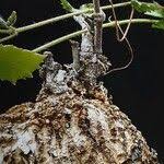 Image result for Cyphostemma adenocaule