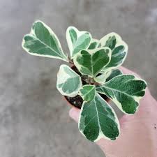 Image result for Ficus triangularis