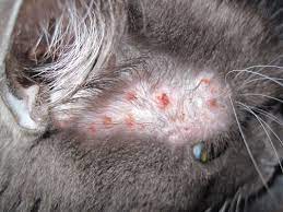 Food allergy and inhalant allergies, but they are far less common. Why Is My Cat Losing Hair Symptoms Causes Cat Loves Best