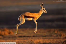 Here are 15 south african animals you should have heard about. African Animals List With Pictures Facts Information Worksheet South Africa Wildlife African Animals Africa Wildlife