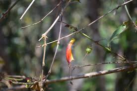 Image result for Maranthes goetzeniana