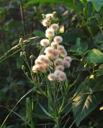 Image result for Erigeron bonariensis