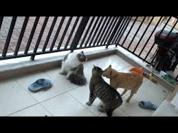 Kedi Sesi Mp3