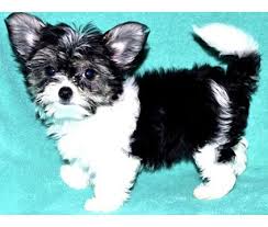 Our five kids all under the age of sixteen (four boys and a girl), give the puppies lots of. Akc Female Parti Yorkie Puppy Under 5lb Full Grown Estimate Is A Female Yorkshire Terrier Puppy For Sal Yorkshire Terrier Yorkie Dogs Yorkshire Terrier Puppies