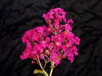 Excellent Chart Of Crape Myrtle Varieties By Flower Color