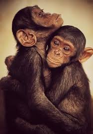 Chimp Hug Very Cool Photo Blog Animals Animals Beautiful Cute Monkey