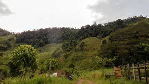 Image result for Strabomantis necerus