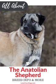 Anatolian Shepherd Breed Information Facts Traits More In 2020 Kangal Dog Anatolian Shepherd Anatolian Shepherd Dog