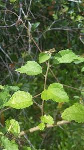 Image result for Triumfetta