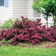 The wine & roses® weigela is a colorful and bright shrub that is easy to grow in any garden. Weigela Sonic Bloom Pink At Wayside Gardens