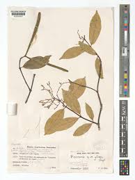 Image result for Pleioceras orientale