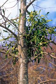 Image result for Viscum