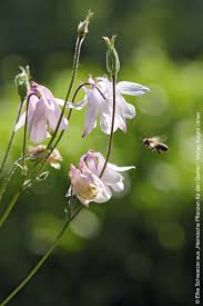 Heimische Pflanzen Fur Den Garten Pflanzen Garten Pflanzen Schone Blumen