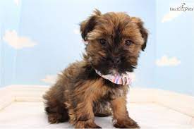 Shorkie Puppy For Sale Near Greensboro North Carolina 07c0dc2d 48d1 Shorkie Puppies Shorkie Puppies For Sale Puppies