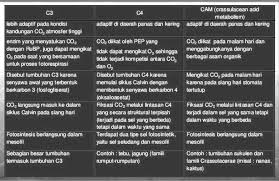 Misal pada akar yang tergenang air. Fiksasi Fotosintesis Pati Sitosol Pdf Free Download