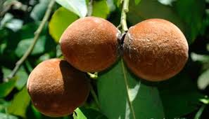 Image result for Diospyros gabunensis