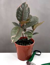 Image result for Ficus