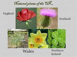 Climbing over boundaries can cause damage and put livestock at risk. National Symbols Of The Uk Plants Online Presentation