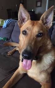 Greyhound pets of america orlando. Dog For Adoption Sugar Wrigley A German Shepherd Dog Mix In Orlando Fl Petfinder