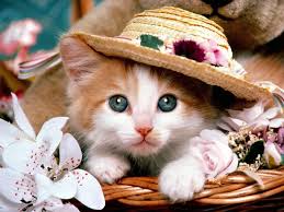 Kedi Resmi Resmet