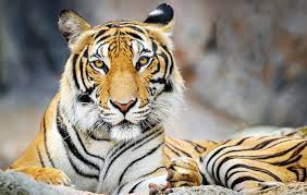 dubai safari park attraction tigers animals pets dubai dubai safari safari park desert safari dubai