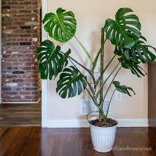 Maybe you would like to learn more about one of these? How To Make A Moss Pole For Your Monstera Plant Monstera Plant How To Make A Moss Pole Plants