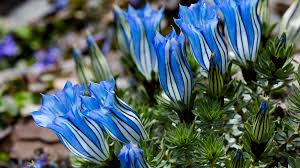The crossword clue possible answer is available in 6 letters. Trumpet Shaped Flowers That Can Open And Close Petals Freely Cgtn