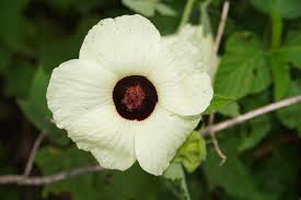 Image result for Hibiscus vitifolius