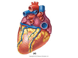 Free Unlabelled Diagram Of The Heart Download Free Clip Art