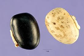 Image result for Mucuna