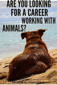 Dr Johnson Graduated From Ross University Vet School Vet School Work With Animals Dog Training Near Me