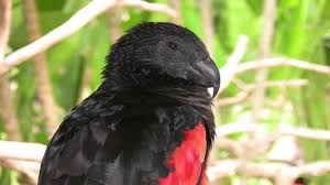 It is endemic to hill and montane rainforest in new guinea. Pesquet S Parrot L Highly Unique Bird Our Breathing Planet