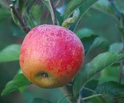 Sell for a 1% listing fee only if you also buy with redfin within 365 days of closing on your redfin listing. Norfolk Royal Russet Apple Fruit Trees For Sale Order Online